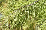 Pond Cypress